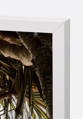 White Frame